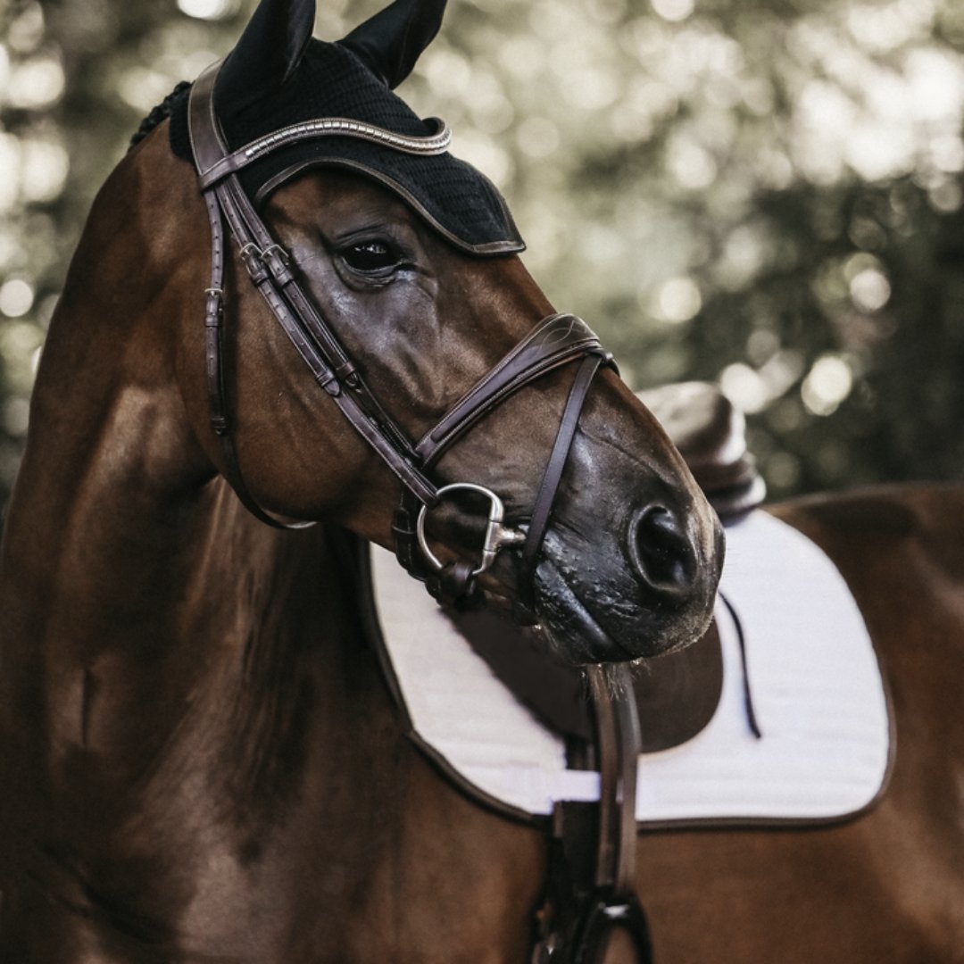 What’s the secret to having a glowing and healthy looking horse? - Active Equine