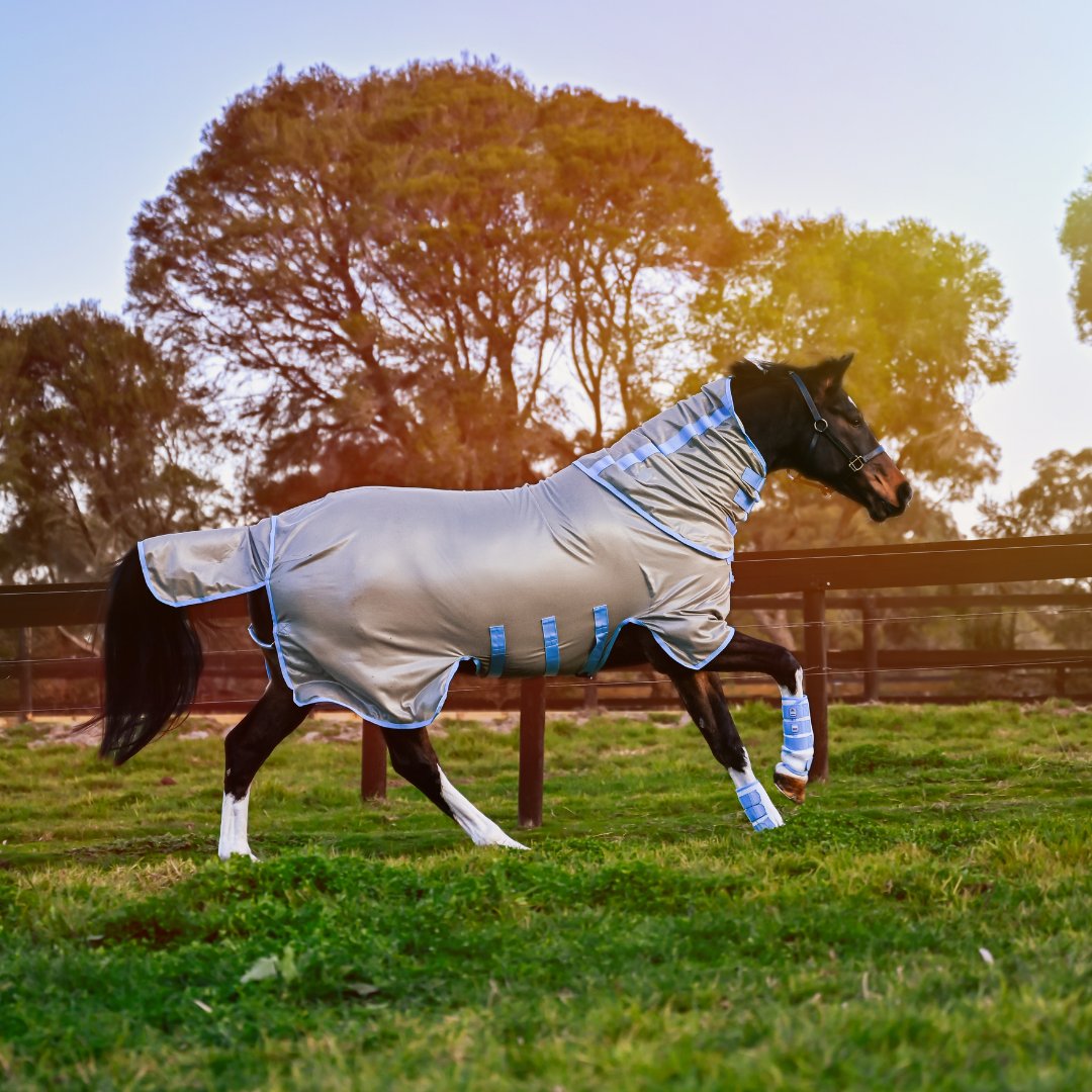 Mesh Horse Rugs | Active Equine